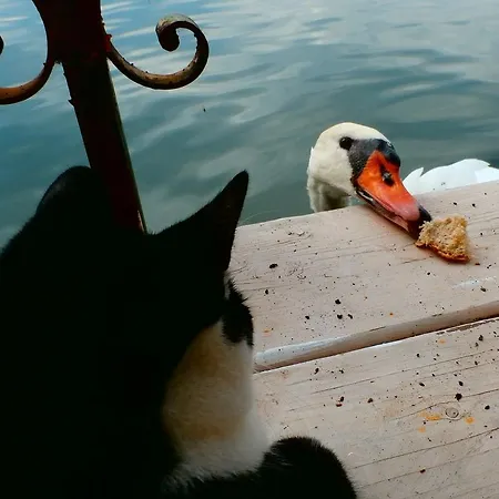 Drijfpaleis Szálloda