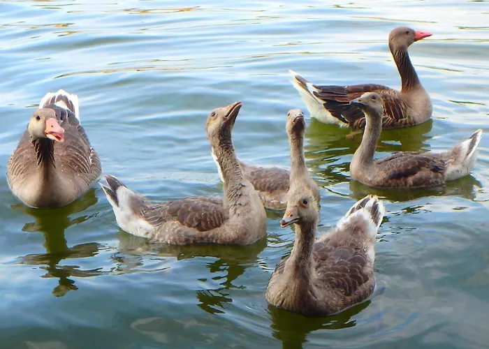 מלון Drijfpaleis ארנהיים