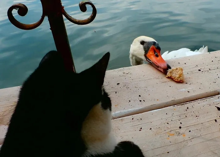 Drijfpaleis Szálloda